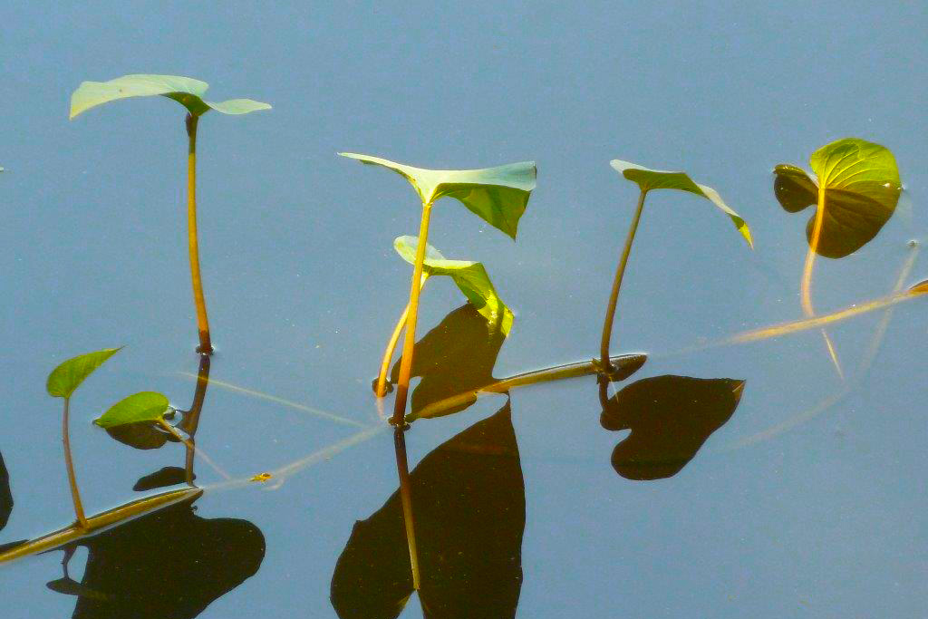 Waterlillies